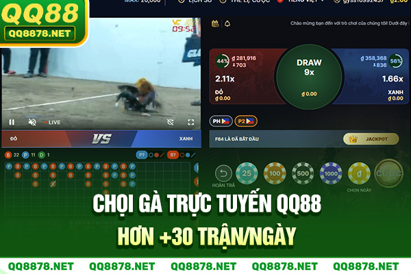 Chọi gà trực tuyến QQ88 hơn +30 trận/ngày
