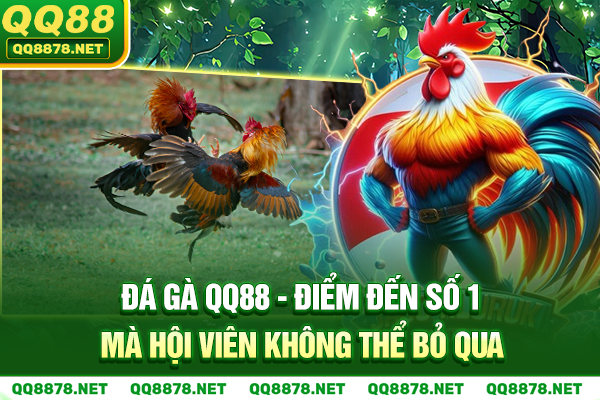 Đá Gà QQ88 - Điểm Đến Số 1 Mà Hội Viên Không Thể Bỏ Qua