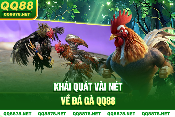 Khái quát vài nét về đá gà QQ88