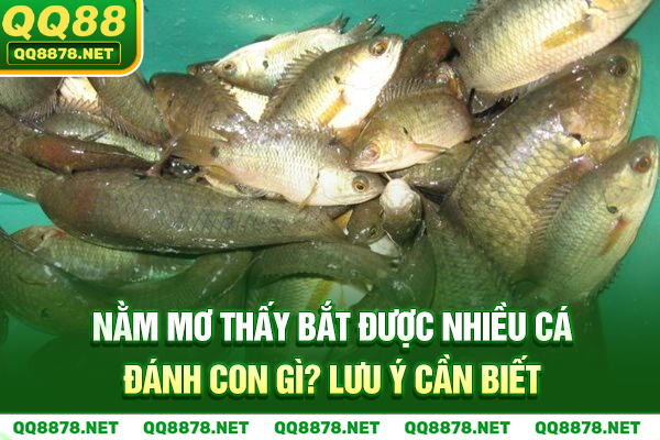 Nằm mơ thấy bắt được nhiều cá đánh con gì - Lưu ý cần biết
