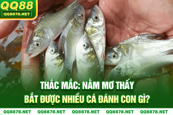 Thắc Mắc: Nằm Mơ Thấy Bắt Được Nhiều Cá Đánh Con Gì?
