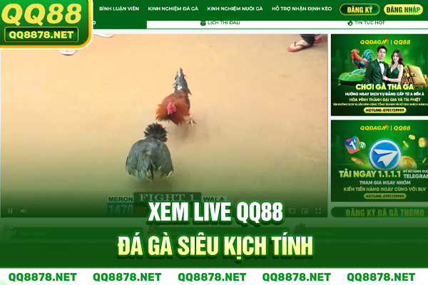 Xem live qq88 đá gà siêu kịch tính